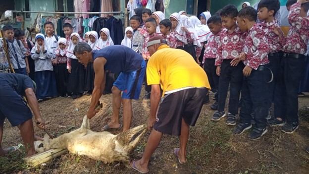 Tanamkan Jiwa Dermawan, MI Muhammadiyah Badakarya Adakan Penyembelihan Hewan Kurban 1445 H
